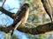 Thornhill the Coopers Hawk in a forest 2018
