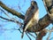 Thornhill the Coopers Hawk on a tree 2018