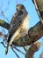 Thornhill Coopers Hawk on a tree 2018