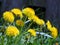 Thornhill Dandelion flowers 2016
