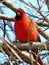 Thornhill male Northern cardinal on a branch 2018