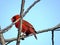 Thornhill the male Northern cardinal on a branch 2018