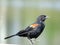 Thornhill pond Red-winged Blackbird September 2017