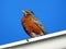 Thornhill the portait of American Robin 2017
