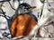 Thornhill portait of the American Robin 2018