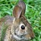 Thornhill portrait of eastern cottontail rabbit September 2017