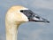 Thornhill portrait of a trumpeter swan 2016