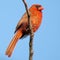 Thornhill Red Cardinal august 2017