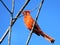 Thornhill Red Cardinal on a branch 2017