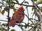 Thornhill Red Cardinal in forest 2017