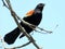 Thornhill Red-winged Blackbird 2017