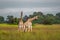 Thornicroft Girafe sanding in the bushveld in South Luangwa National Park, Zambia, Southern AfricaBotsNamibia Masi maraGiraffa