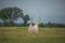 Thornicroft Girafe sanding in the bushveld in South Luangwa National Park, Zambia, Southern AfricaBotsNamibia Masi maraGiraffa