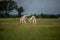 Thornicroft Girafe sanding in the bushveld in South Luangwa National Park, Zambia, Southern AfricaBotsNamibia Masi maraGiraffa