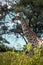 Thornicroft Girafe sanding in the bushveld in South Luangwa National Park, Zambia, Southern AfricaBotsNamibia Masi maraGiraffa