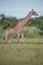 Thornicroft Girafe sanding in the bushveld in South Luangwa National Park, Zambia, Southern AfricaBotsNamibia Masi maraGiraffa