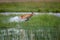 Thornicroft Girafe sanding in the bushveld in South Luangwa National Park, Zambia, Southern AfricaBotsNamibia Masi maraGiraffa