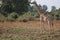 Thornicrofts giraffe in bushland south luangwa national park zambia africa