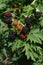 Thornless blackberry branch (Rubus ulmifolius, fruticosus) with ripened and partially ripened large fruits