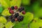 Thornless blackberry fruits, Rubus ulmifolius