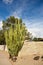 Thornless Cereus Cactus at Sidewalk, Phoenix, AZ