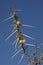 Thorns on Acacia Tree - Namibia