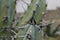 Thorns of a cactus in a cloudy day