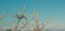 Thorns dry dead plant in desert global warming climate concept cinematic colors picture with panoramic format and unfocused