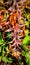 Thorns on a hedge. The closeup or zoomed image . Vibrant colours pop up. Green leaves and yellow background give it a vivid feel