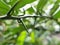 Thorns of kaffir lime branches. Finger prick. Blurred background. Natural disaster