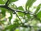 Thorns of kaffir lime branches. Finger prick. Blurred background. Natural disaster