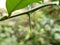 Thorns of kaffir lime branches. Finger prick. Blurred background. Natural disaster