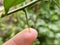 Thorns of kaffir lime branches. Finger prick. Blurred background. Natural disaster