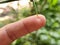 Thorns of kaffir lime branches. Finger prick. Blurred background. Natural disaster