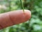 Thorns of kaffir lime branches. Finger prick. Blurred background. Natural disaster