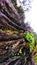 Thorns in plants grow on the trunk of a block tree in picturesque nature