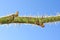 Thorns protecting rose bud on stem