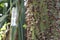 Thorns of a silk cotton tree Ceiba pentandra