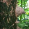 Thorns On Silk Floss Tree Trunk