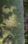 Thorns on the trunk of a young silk floss tree