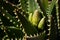 Thorny Agave plant with bud