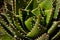 Thorny Agave plant with bud