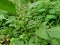 Thorny Amaranthus Amaranthus spinosus with natural background