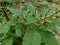 Thorny Amaranthus Amaranthus spinosus with natural background
