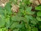 Thorny Amaranthus Amaranthus spinosus with natural background