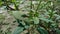 Thorny Amaranthus Amaranthus spinosus with natural background