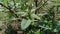 Thorny Amaranthus Amaranthus spinosus with natural background