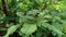 Thorny Amaranthus Amaranthus spinosus with natural background