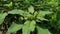 Thorny Amaranthus Amaranthus spinosus, spiny amaranth, spiny pigweed, prickly amaranth, thorny amaranth with natural background