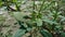 Thorny Amaranthus Amaranthus spinosus, spiny amaranth, spiny pigweed, prickly amaranth, thorny amaranth with natural background